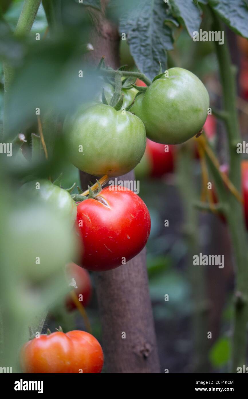 Pomodori naturali maturi che crescono sul ramo in serra, copia spazio, fuoco selettivo Foto Stock