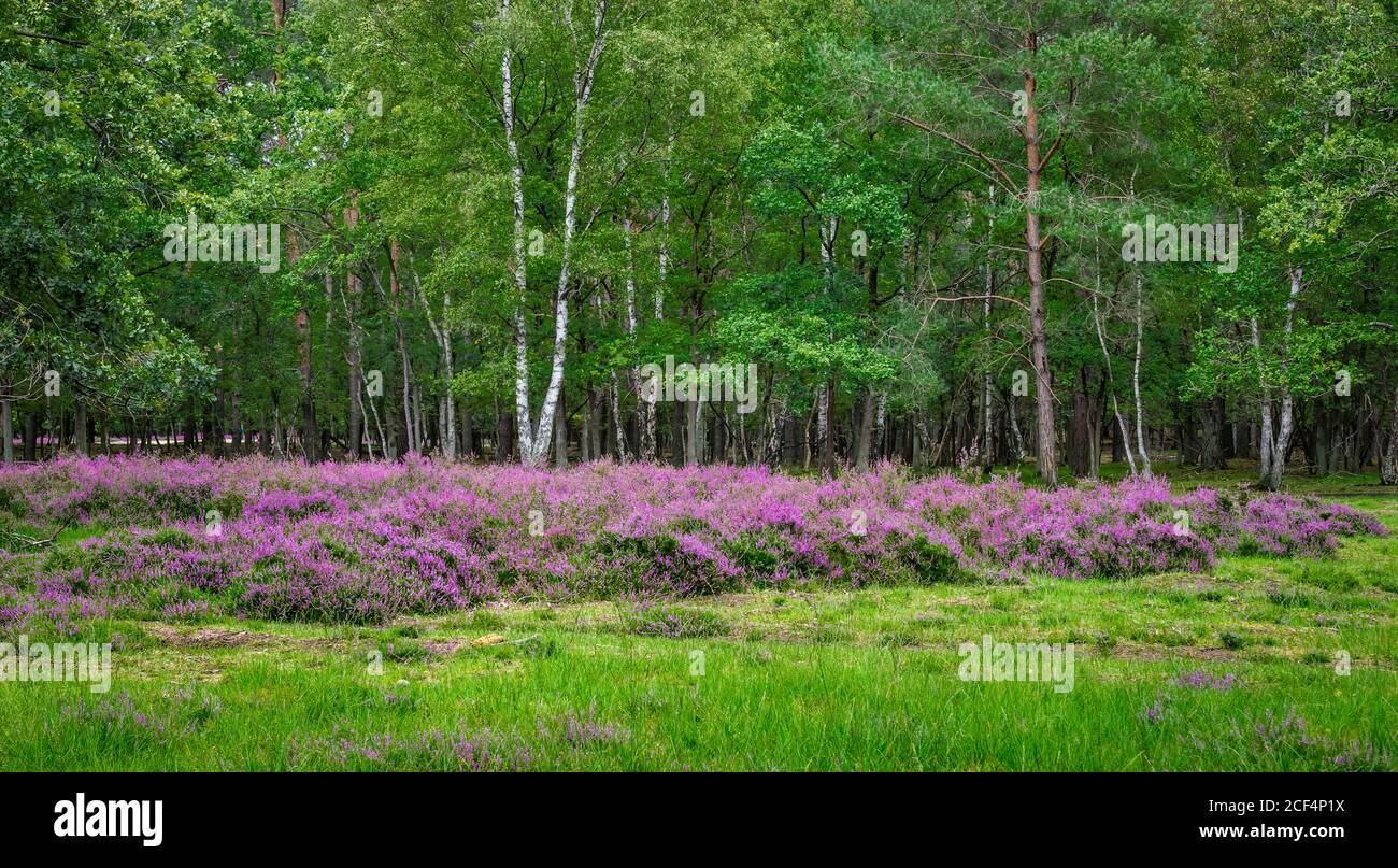 Fiori di erica in fiore ai margini di una foresta decidua in Belgio. Foto Stock