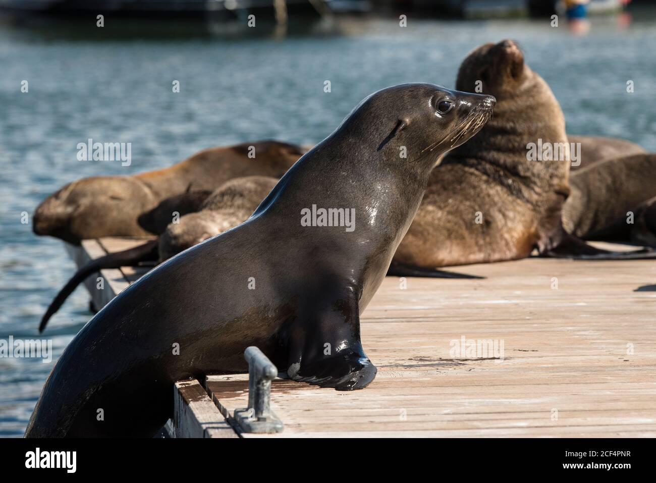 La foca bruna (Arctocephalus pusillus) si arrampica su un pontile nel V&A Waterfront Marina, Città del Capo Foto Stock