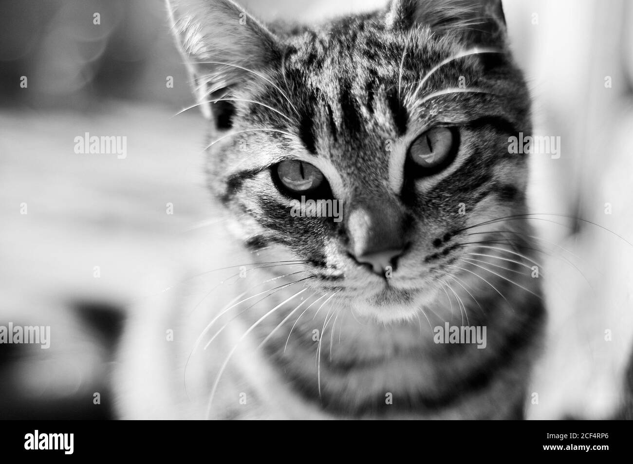 Cute gatto serio con occhi verdi e whisker sani seduti alla luce del sole e guardando via Foto Stock