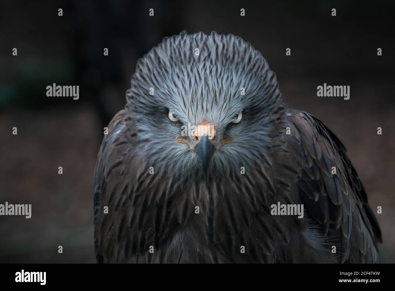 Aquila grigia con predatore sfumato seduto e guardando la macchina fotografica Foto Stock
