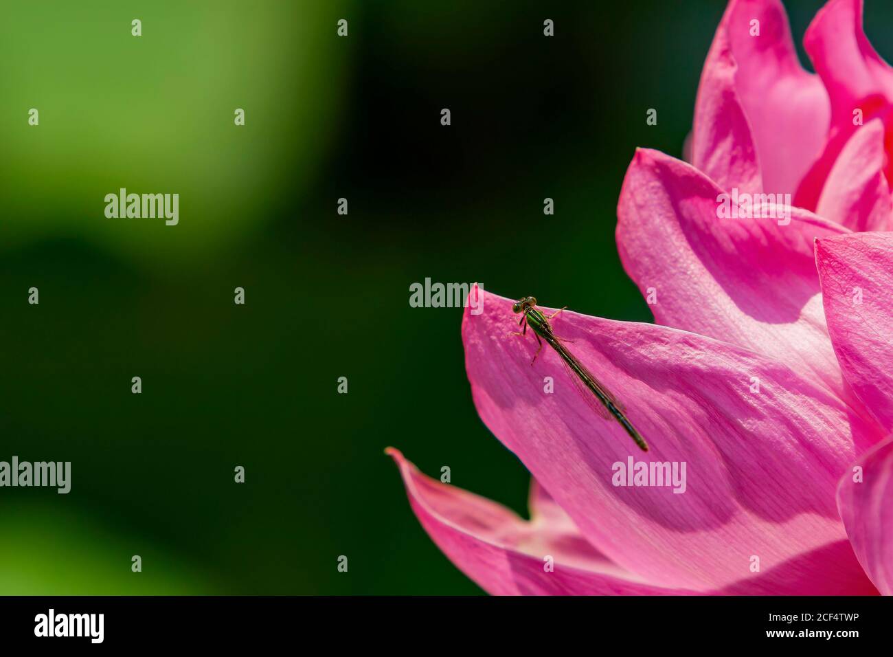 Primo piano di damselflies ad ali strette su un fiore di loto a Taipei, Taiwan Foto Stock