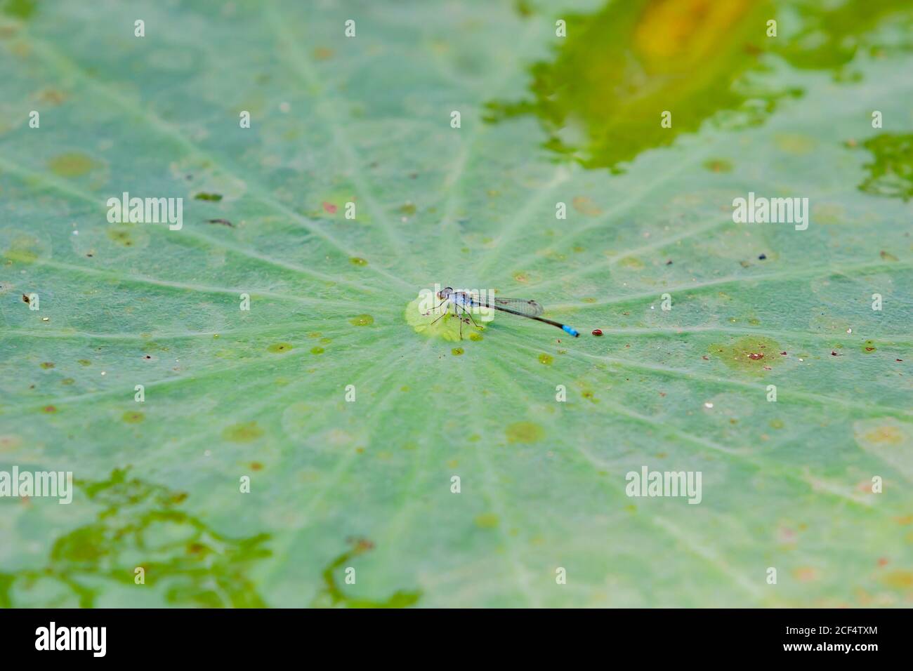 Primo piano di damselflies ad ali strette su una foglia di loto a Taipei, Taiwan Foto Stock