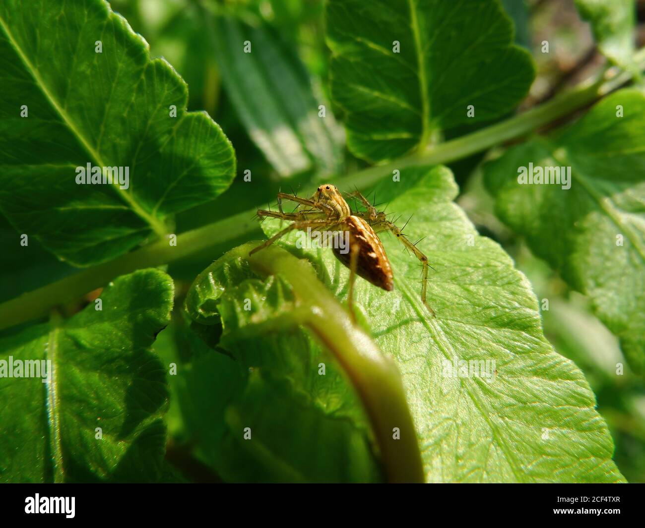 Primo piano di un ragno di lince a strisce su una foglia a Taipei, Taiwan Foto Stock