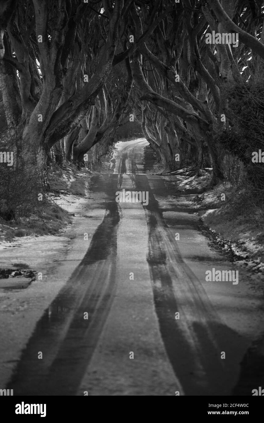 Strada con leggera copertura di neve che attraversa i bordi scuri viale di grandi alberi di faggio senza foglie con rami interlacciati in giorno nuvoloso Foto Stock