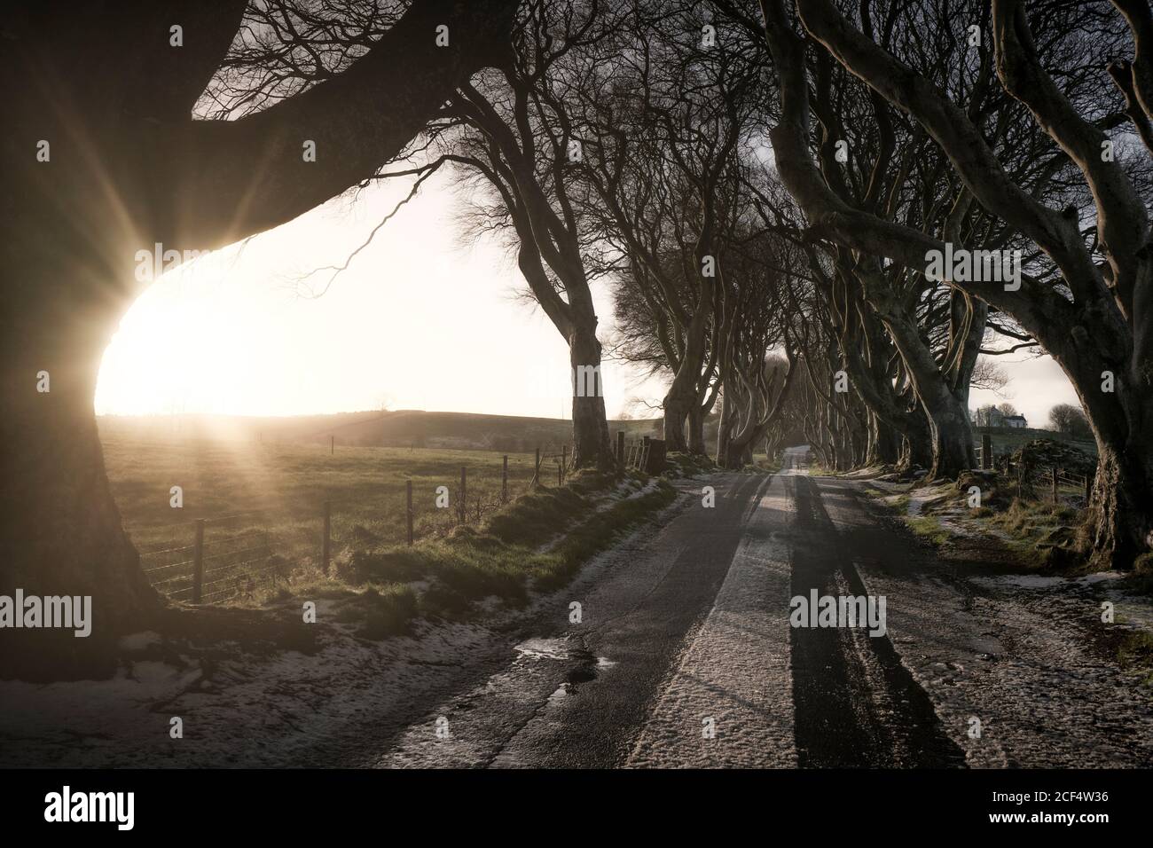 Strada con leggera copertura di neve che attraversa i bordi scuri viale di grandi alberi di faggio senza foglie con rami interlacciati in giorno nuvoloso Foto Stock