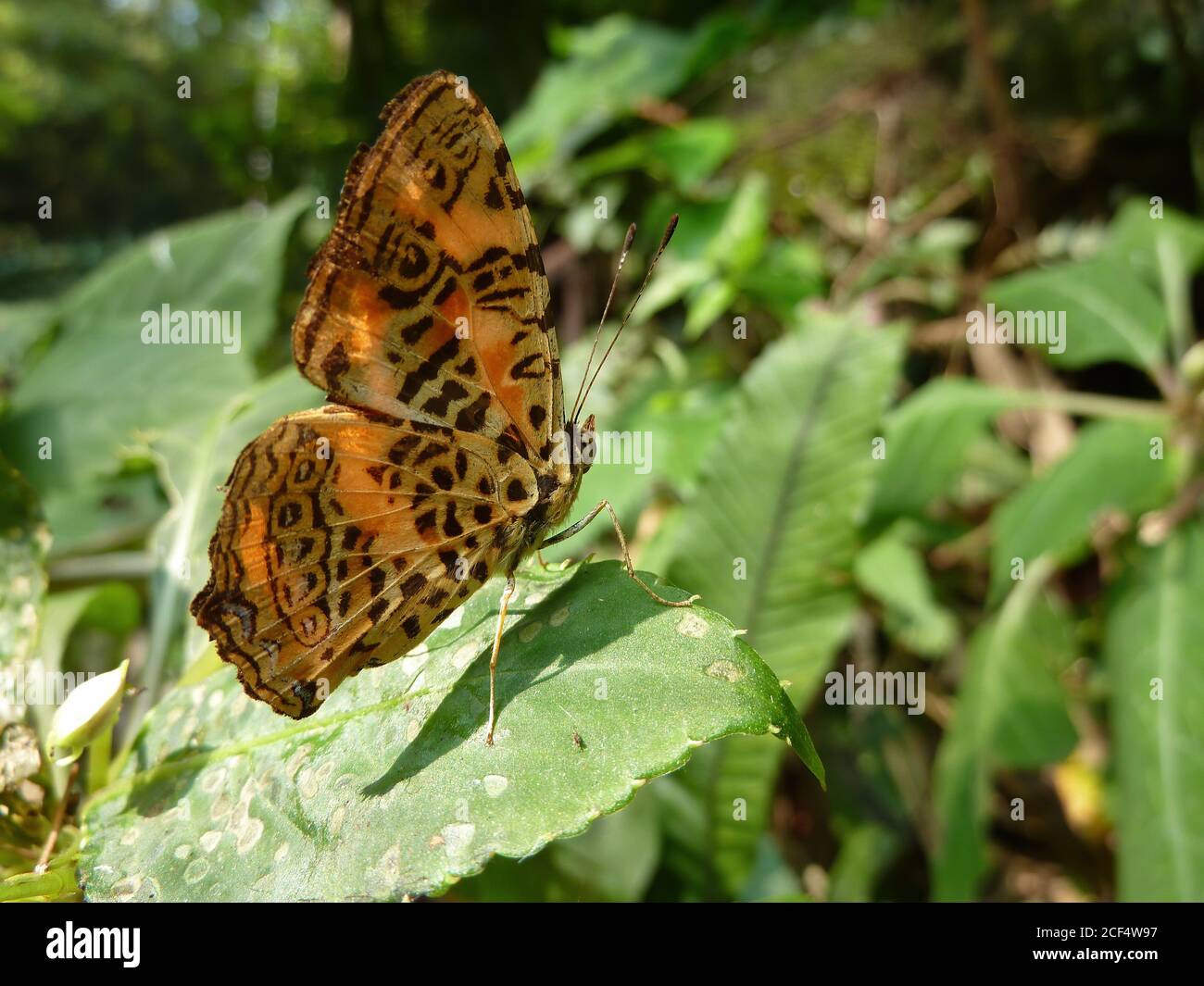 Primo piano di Sybrenthia farfalla su una foglia a Taipei, Taiwan Foto Stock