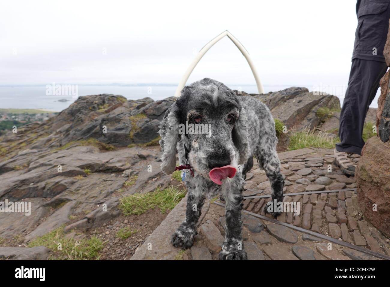 Cocker Spaniel cane con toungue in cima al Nord Legge di Berwick Foto Stock