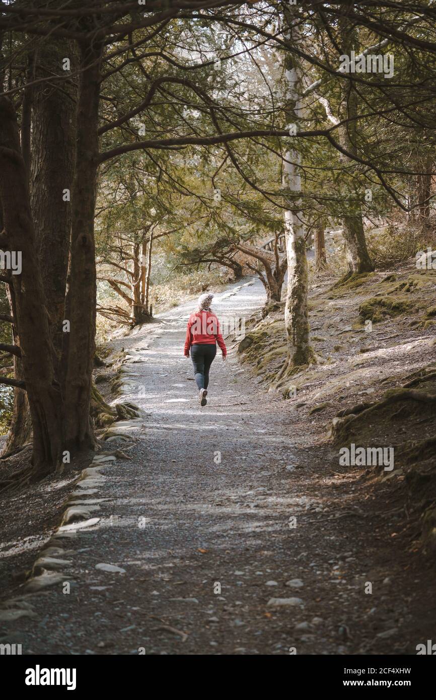 Vista posteriore dell'anonimo viaggiatore donna in giacca calda camminando nella foresta mentre si visita il Tollymore Forest Park in Irlanda del Nord in primavera Foto Stock