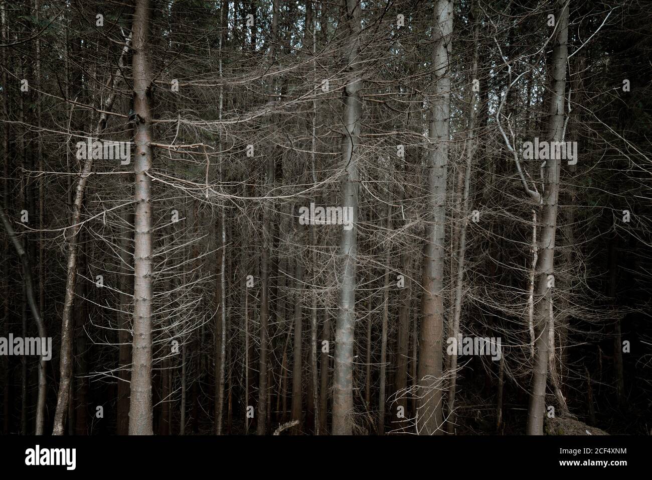 Alti alberi senza foglie in una foresta nell'Irlanda del Nord Foto Stock