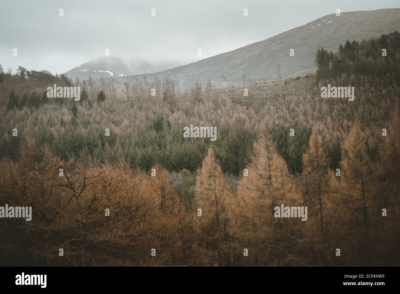 Calmo paesaggio di valle con foresta mista e montagne nebbie con un po' di neve su pendii in un giorno torbido e cupo Irlanda del Nord Foto Stock