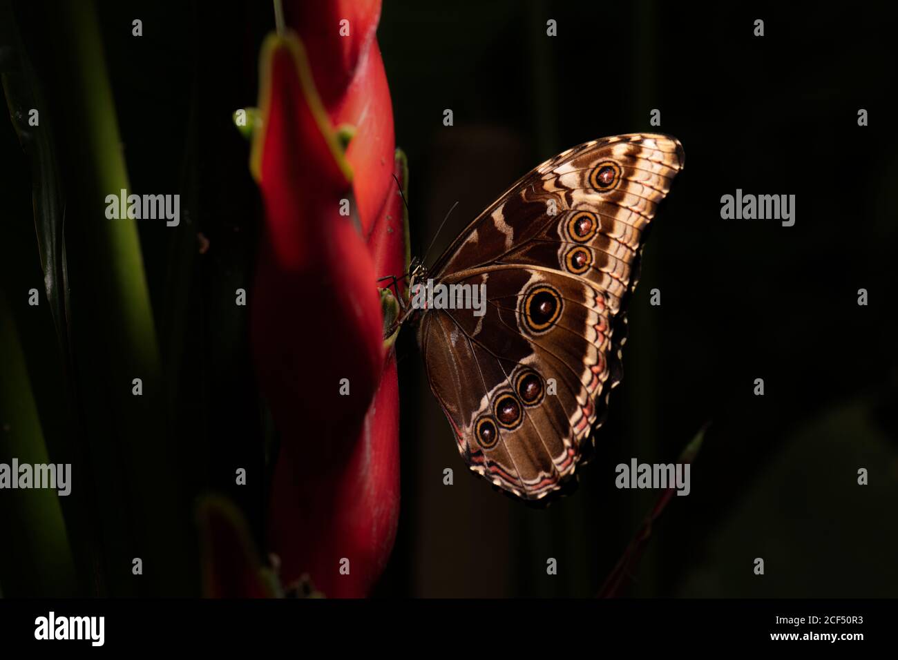 Primo piano incredibile farfalla marrone seduta su foglia verde in natura Foto Stock