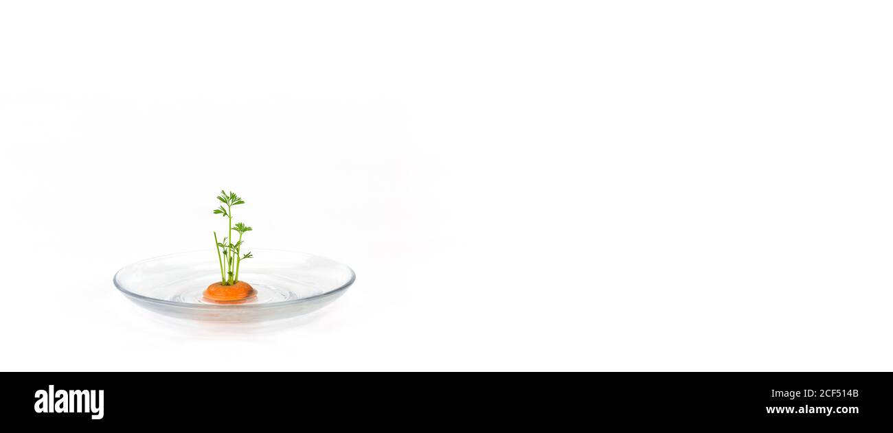 La cima di carota che cresce propagando in acqua in una ciotola di vetro sfondo bianco, davanzale fresco cibo casalingo, copyspace Foto Stock