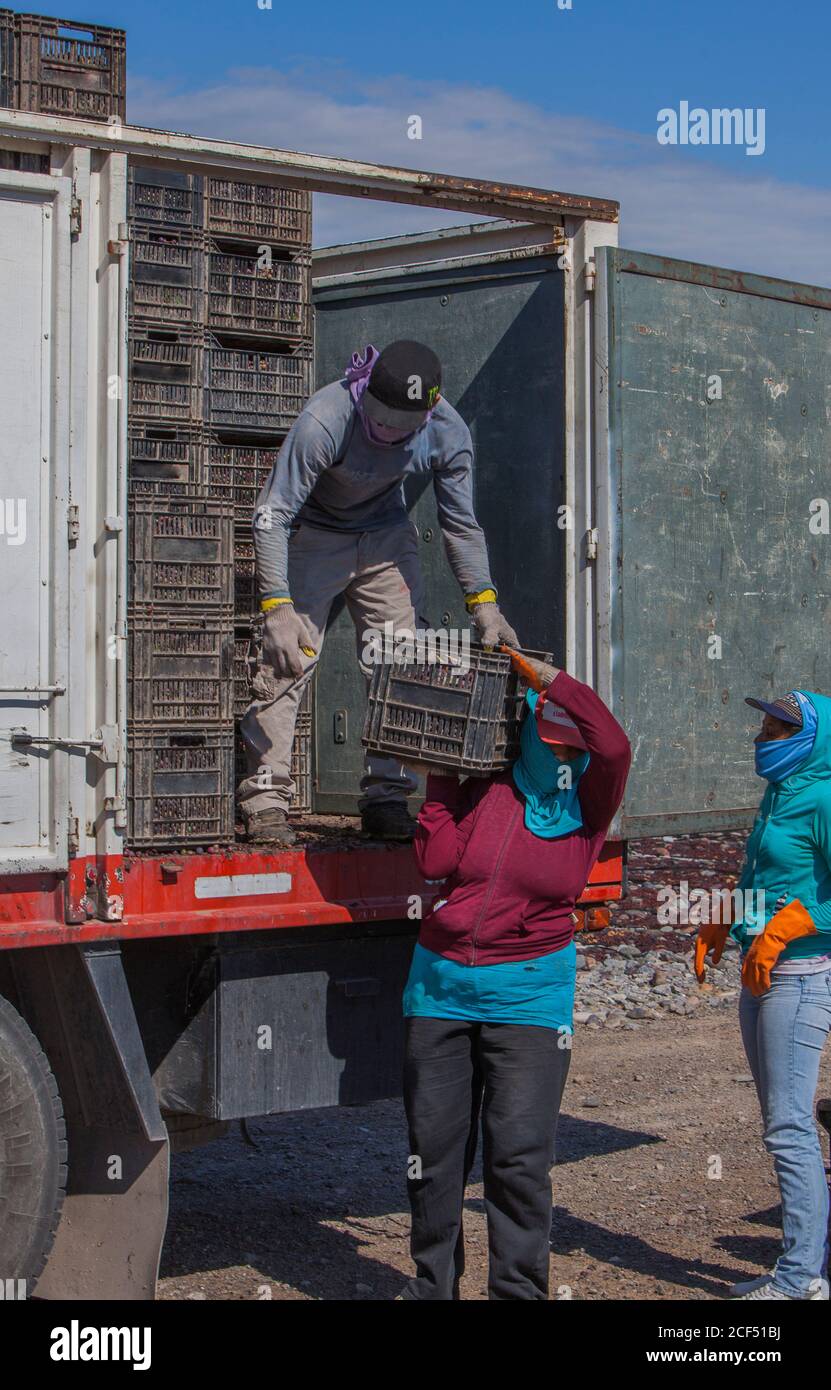 Mendoza, Argentina - Febbraio, 09 2015: Gruppo di etnie che prendono scatole con uva da camion shabby mentre si lavora in giornata di sole in azienda Foto Stock