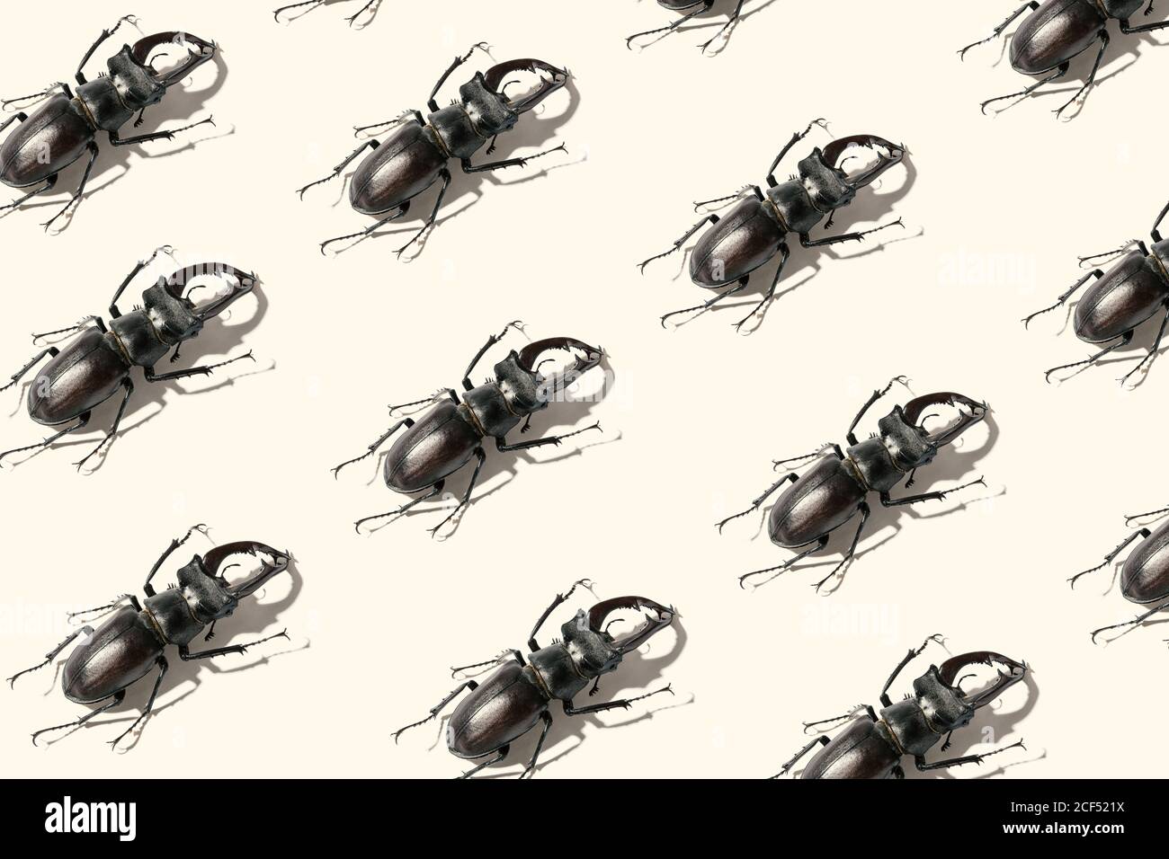 Schema di coleotteri di Stag isolati. Concetto di peste o di forza Foto Stock