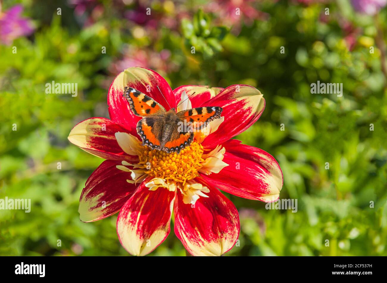 Piccola tartaruga Shell farfalla Aglais orticae alimentazione su un Danum Torcia dahlia un perenne tuberoso estate fioritura Foto Stock