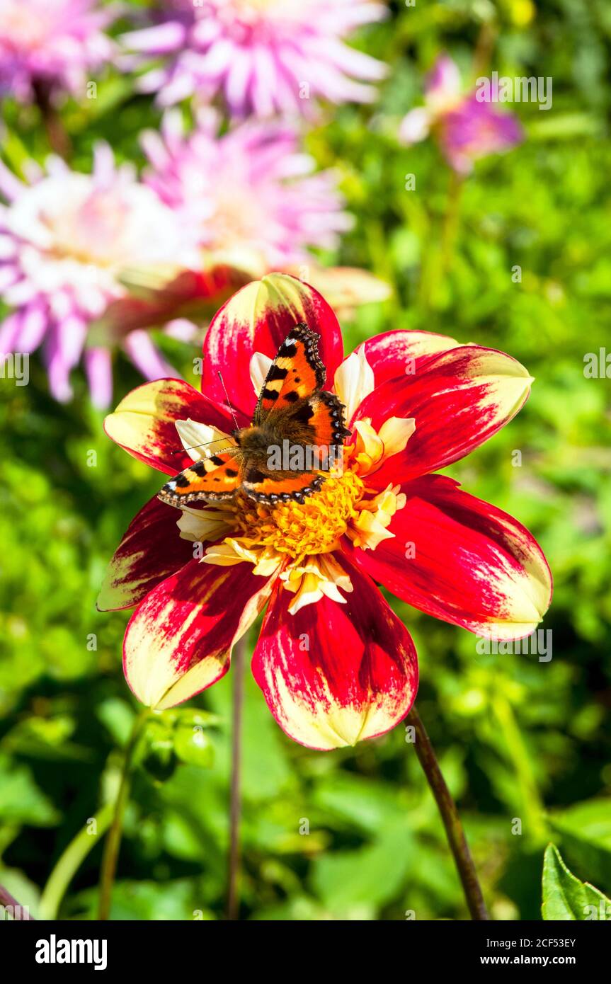 Piccola tartaruga Shell farfalla Aglais orticae alimentazione su un Danum Torcia dahlia un perenne tuberoso estate fioritura Foto Stock