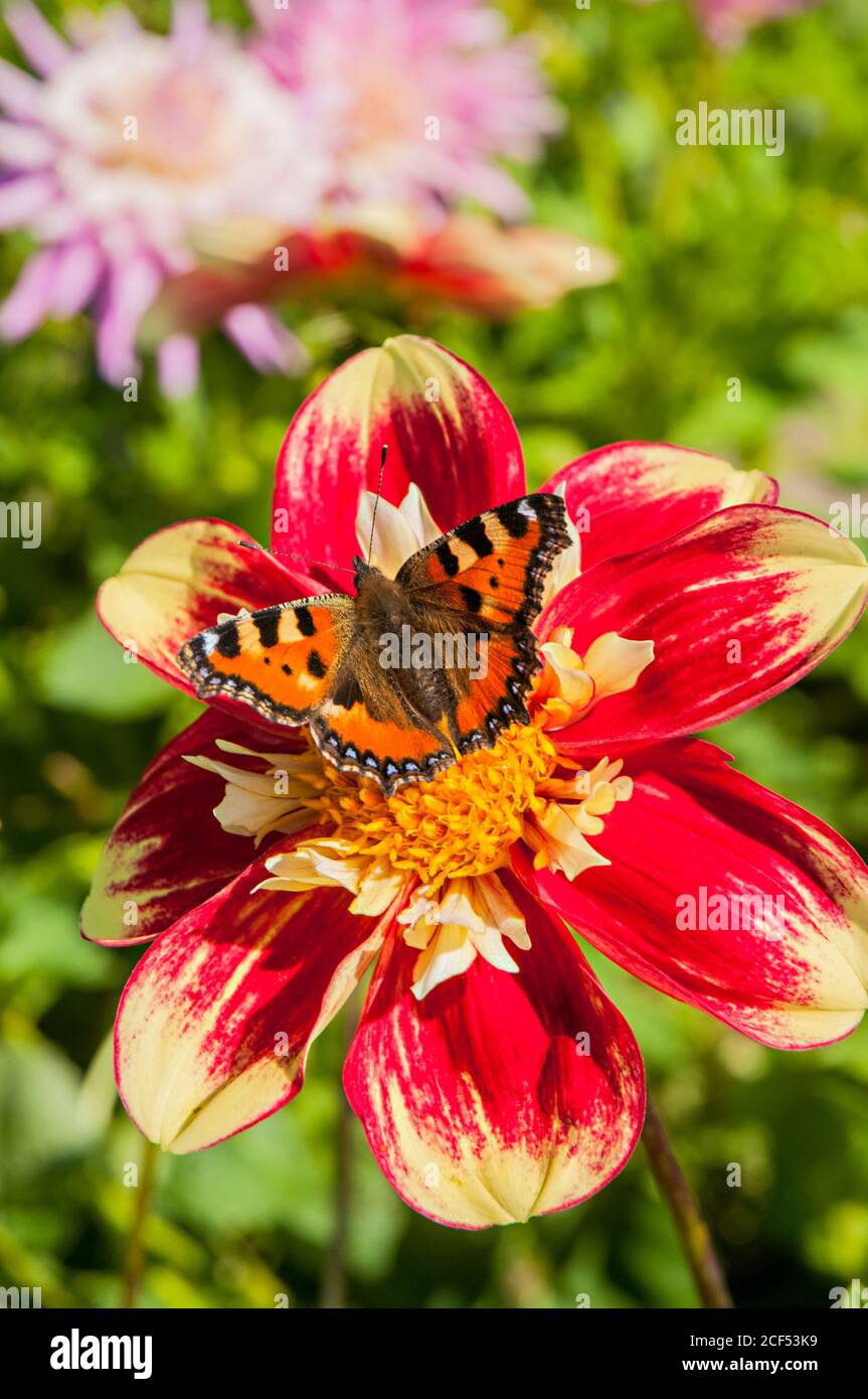 Piccola tartaruga Shell farfalla Aglais orticae alimentazione su un Danum Torcia dahlia un perenne tuberoso estate fioritura Foto Stock