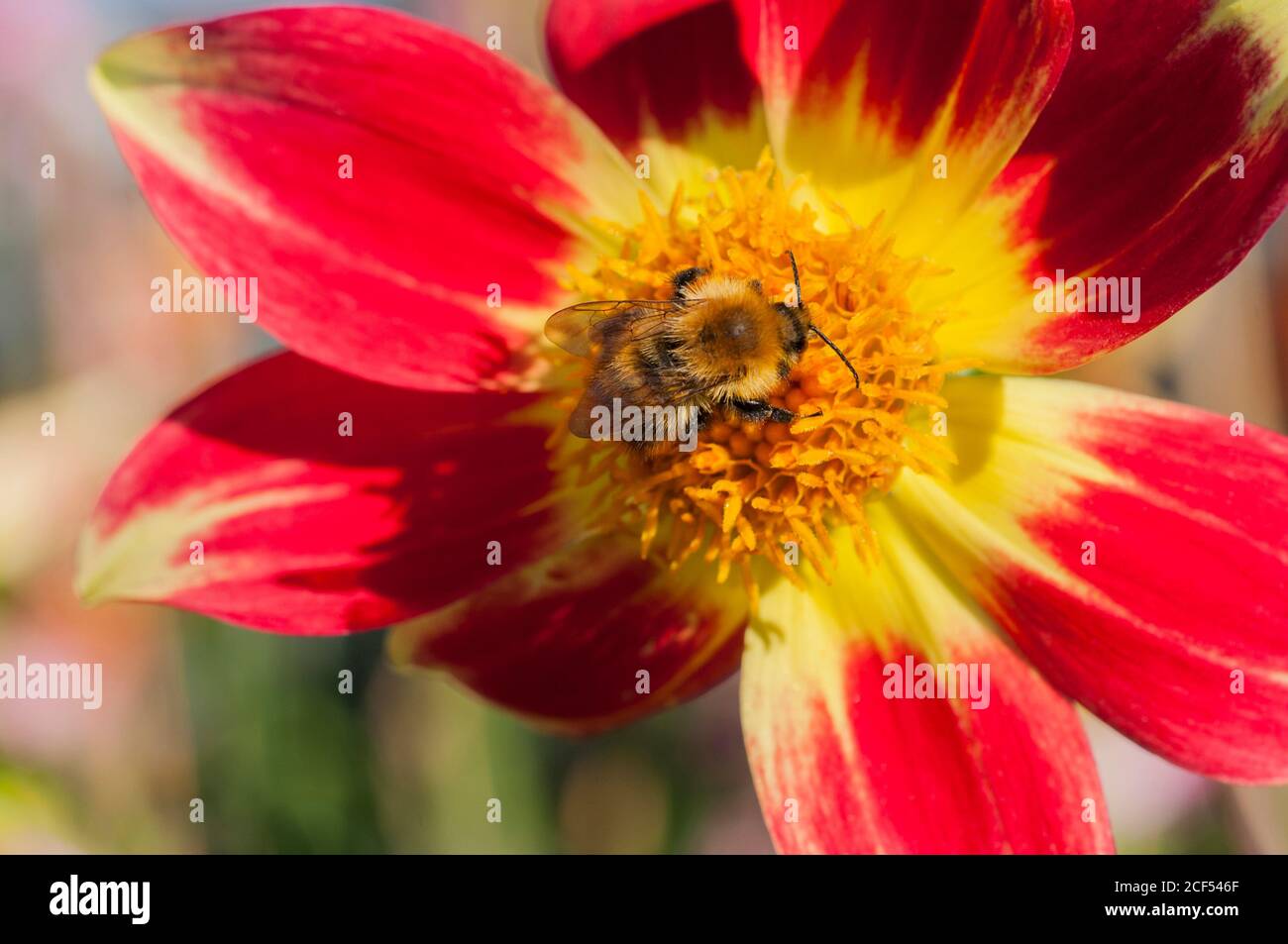 Bumble Bee Bombus pascuorum collezionare nettare su Danum torcia dahlia Nel mese di settembre per immagazzinare per nidi di alimentazione invernali a terra o sopra in nidi di uccelli Foto Stock