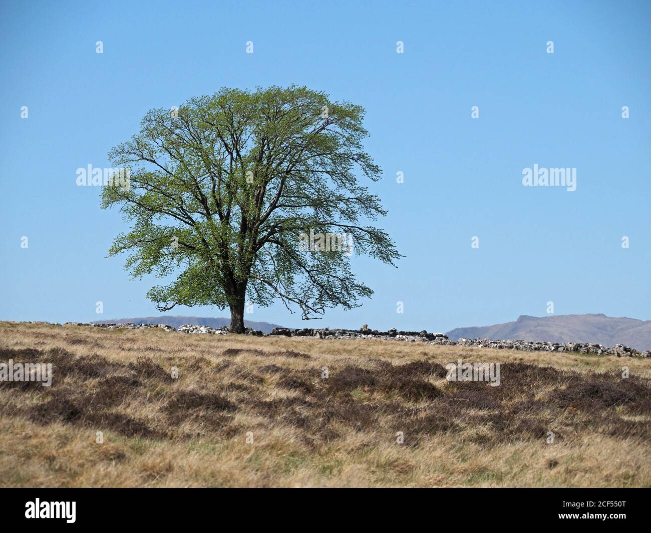 L'albero di coronazione in primavera, un olmo (Ulmus Procera) piantato in alto su Crosby Ravensworth cadde per l'incoronazione del re George VI a Cumbria, Inghilterra, Regno Unito Foto Stock