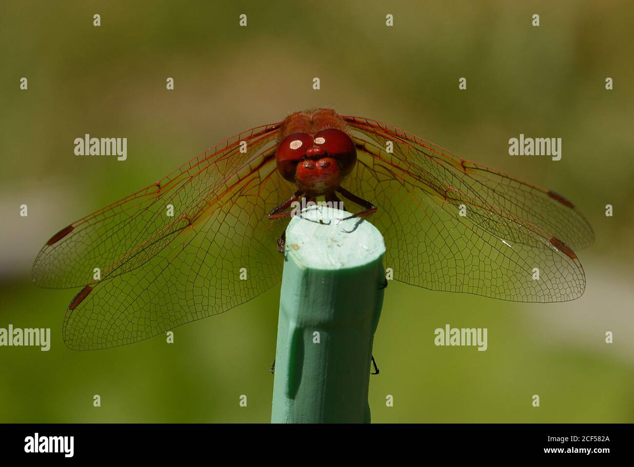 Vista frontale di una Dragonfly rossa appollaiata nel giardino del cortile. Nome scientifico: Libellulidae sympetrum Foto Stock