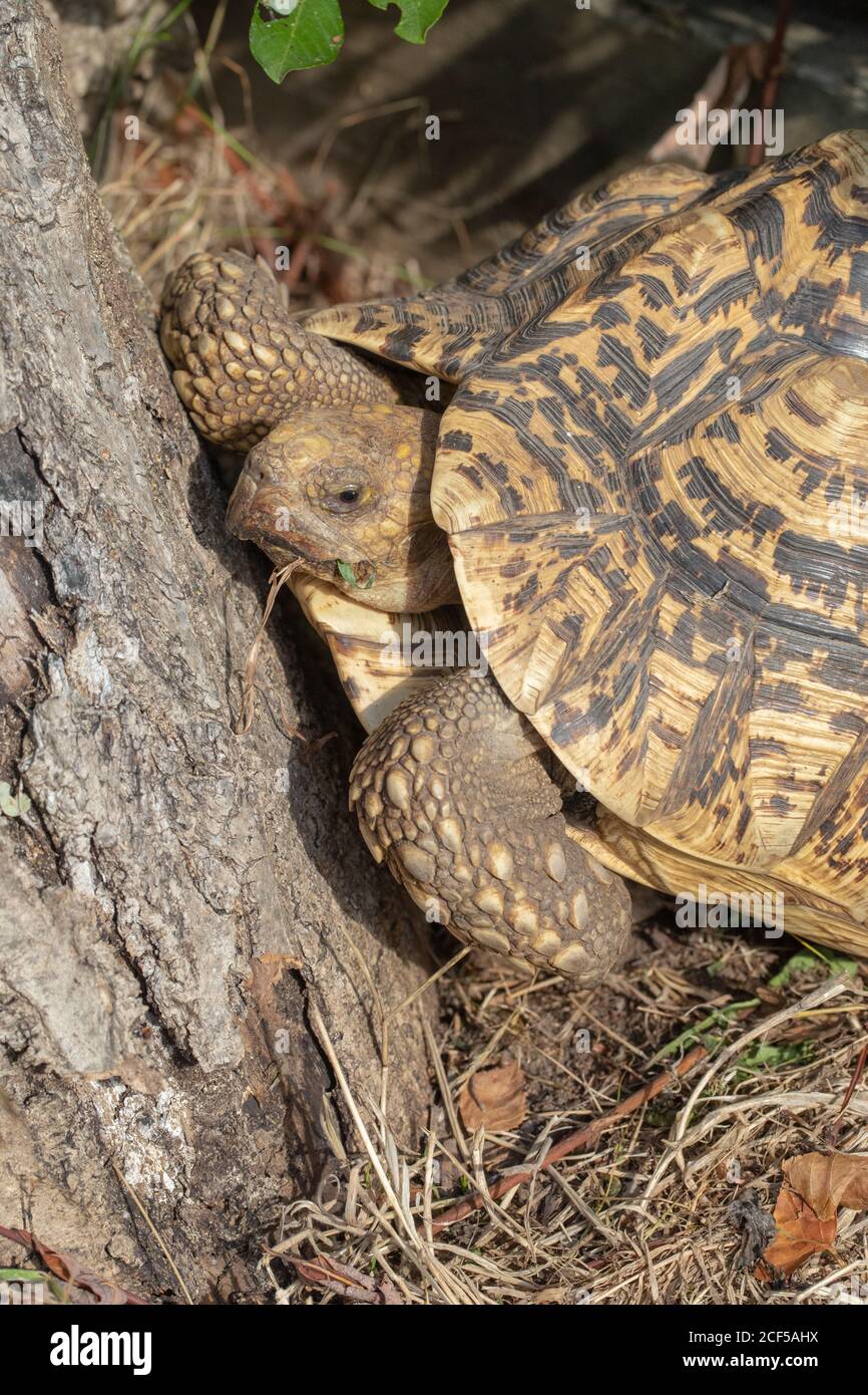 Tartaruga leopardata (Stigmochelys pardalis). L'aumento della temperatura mattutina induce il rettile ectotermico a risvegliarsi per le attività, tra cui la ricerca, la foragina Foto Stock