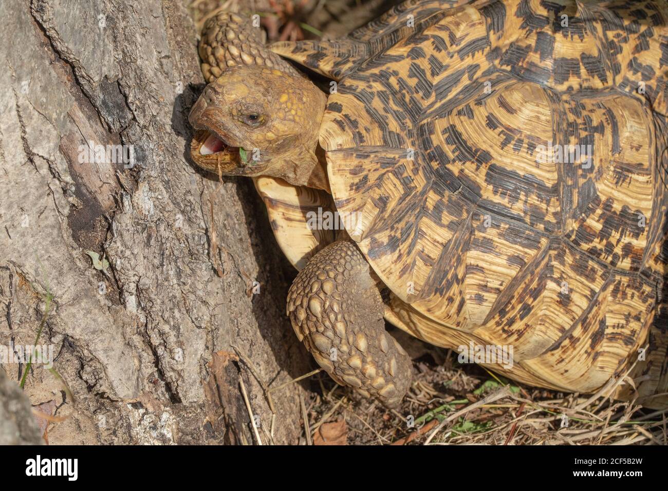 Tartaruga leopardata (Stigmochelys pardalis). L'aumento della temperatura mattutina induce il rettile ectotermico a risvegliarsi per le attività, tra cui la ricerca, la foragina Foto Stock