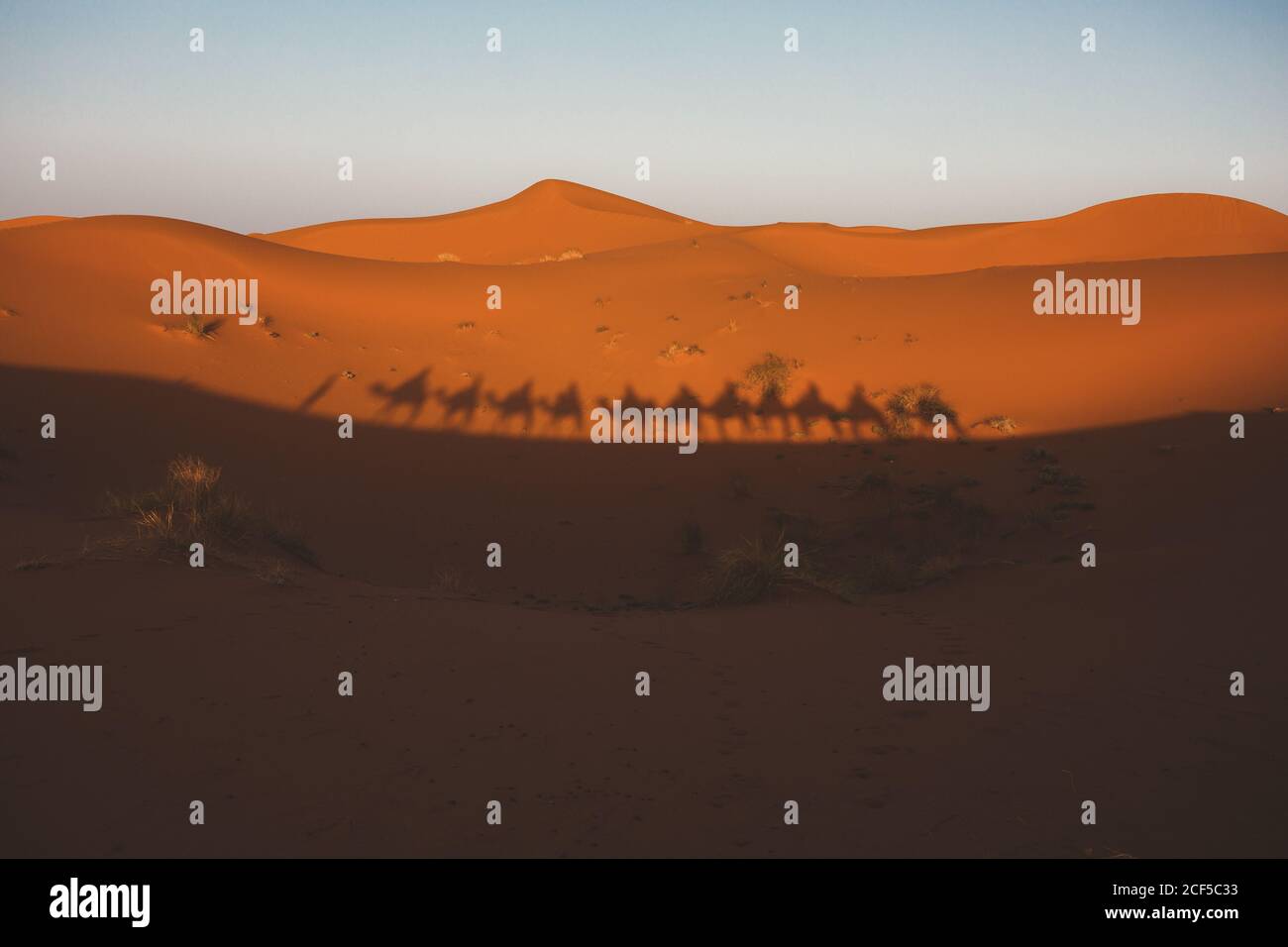 Silhouette ombra di cammelli a piedi in carovana che si riflette sulla duna di sabbia rossa del deserto, Marocco Foto Stock