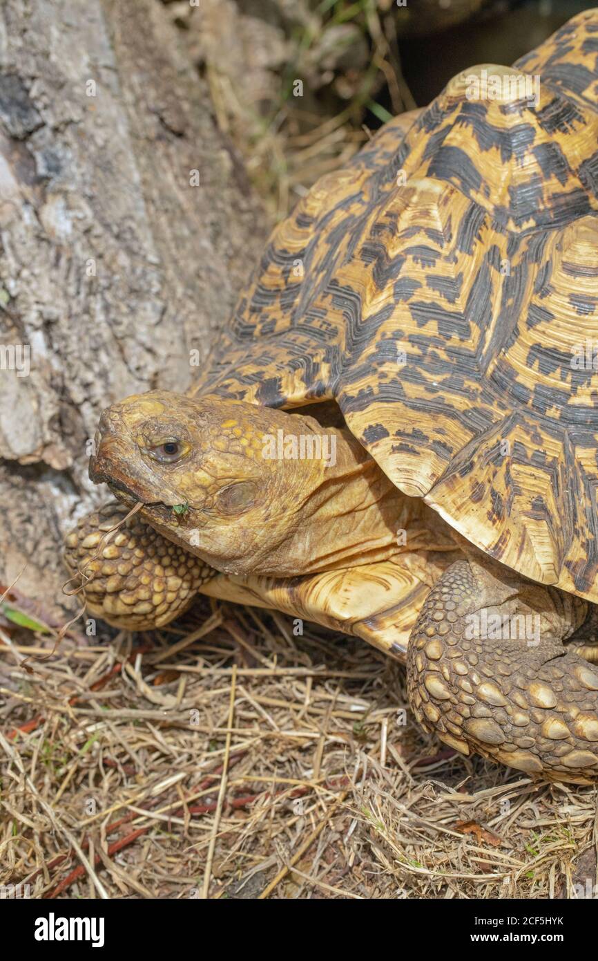 Tartaruga leopardata (Stigmochelys pardalis). Foraging per cibo di vegetazione. Molto scalato anteriore o gamba, di proporzioni elefanti. Adattamenti. Foto Stock