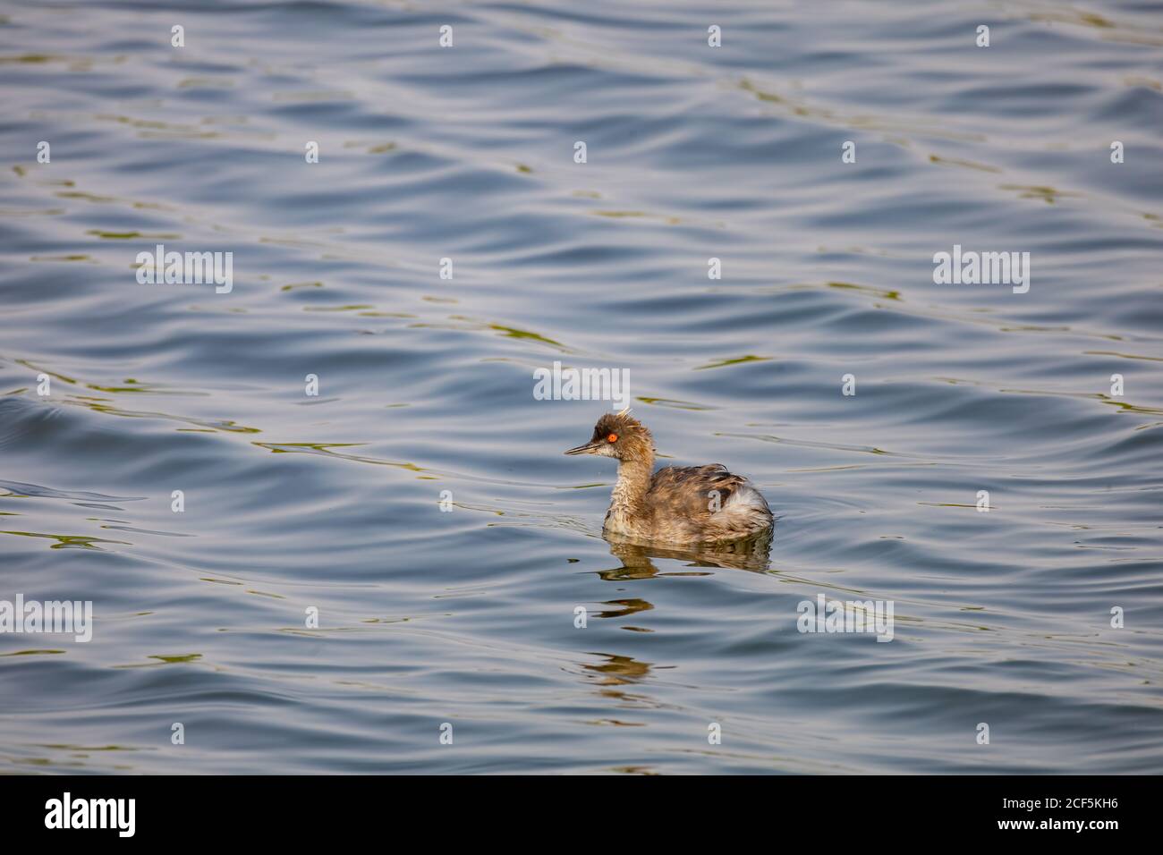 Primo piano di un grebe dal collo nero che nuota in uno stagno a Henderson, Nevada Foto Stock