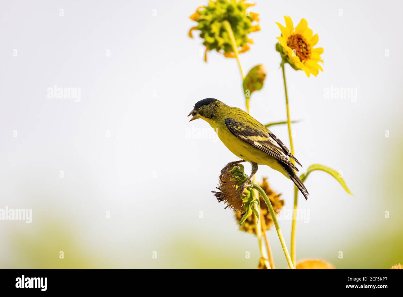 Primo piano di un carino finga d'oro più piccolo che mangia su un girasole alla Henderson Bird Viewing Preserve, Nevada Foto Stock