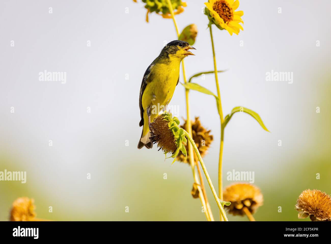 Primo piano di un carino finga d'oro più piccolo che mangia su un girasole alla Henderson Bird Viewing Preserve, Nevada Foto Stock