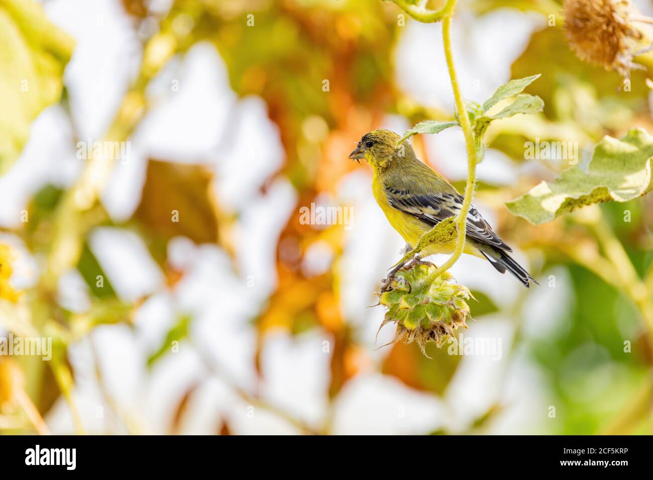 Primo piano di un carino finga d'oro più piccolo che mangia su un girasole alla Henderson Bird Viewing Preserve, Nevada Foto Stock