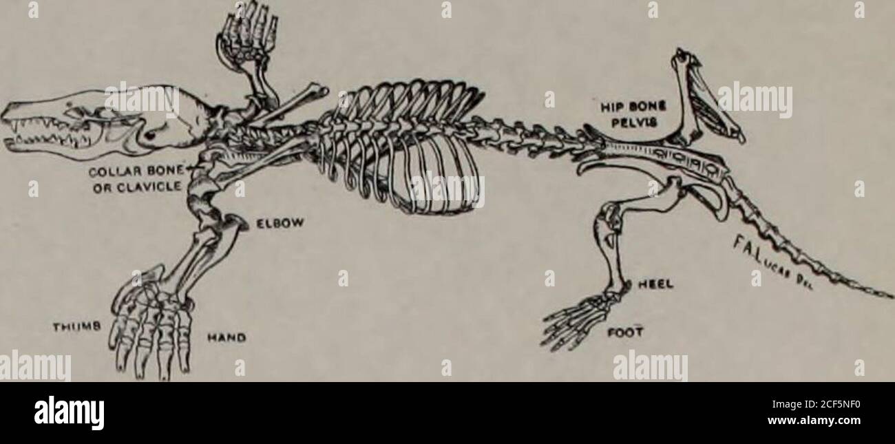 . Opuscolo della guida. PORTO PORPOISE Phocaena communisLa porpoise è un esempio di un mammifero adattato per vivingonly in acqua, e rappresenta l'estremo della modificazione tra i mammiferi. Gli arti posteriori sono stati persi, le loro vestigia essendo due piccole ossa che rappresentano il bacino, l'osso dell'anca: Gli arti anteriori sono stati trasformati in piastre rigidali, adatte solo per equilibrare o sterzare; la locomozione è influenzata da quella che è realmente la punta della coda, che si è evoluta in flussi per nuotare. Si noti che a differenza di thetail di pesci i fluchi di-balene e focene contengono noboni. Molescalops aquati Foto Stock