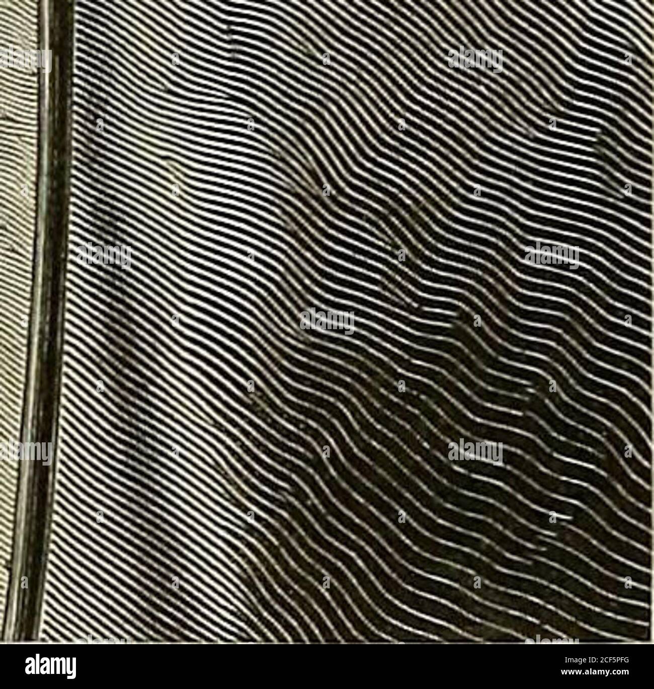 . Krankenpflege fèur Mediciner : mit 368 Holzschniten im Text. Fig. 183. Kühl röhren« Fig. 182, 183, 184, 185. Die vonLeiter angegebenen Kühlröhren wer-den entweder aus Gummi hergestelltund in fläclicnartiger Aneinander-leguug gestaltet (Fig. 182, 183), oderaber es liommen biegsame Jletall-röhreu zur Veiwendung (Fig. 184);für den Kopf ist eine Kappenfornibesonders zweckmäßig (Fig. 184, 185).Nachdem es möglich geworden. Alu-minium zu löten, werden sie inneuerer Zeit auch nacli der Angabevon Prof. Dr. MED. GÄRTNER ausAluminiumrohr gefertigt und bildeno besonders leichte und l)equemeGeräte. Foto Stock