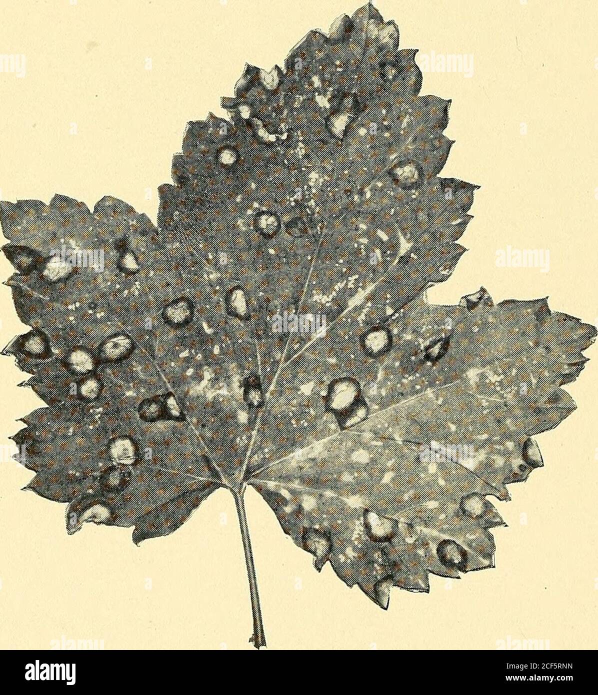 . [Cultura della frutta]. ^ -f- f* ** ?h .. *v * « ^ T Fig. 15. Fig. 16 42. § 19 CORINTO E UVA SPINA 43 malattie causano la formazione di macchie sulle foglie e la perdita finale del fogliame dalla parte iniziale dell'estate.questo li indebolisce seriamente per l'anno successivo. Le due malattie a macchia di foglia possono essere controllate mediante purea-applicazioni di Bordeaux miscela o di lime-zolfo. Spruzzare con una miscela di 5-5-50 Bordeaux (5 libbre di rame sul-phate, 5 libbre di pietra lime, acqua scottata, 50 galloni acqua) a cui è stato aggiunto 4 libbre di arsenato di piombo ha beenfound essere il più efficace Foto Stock