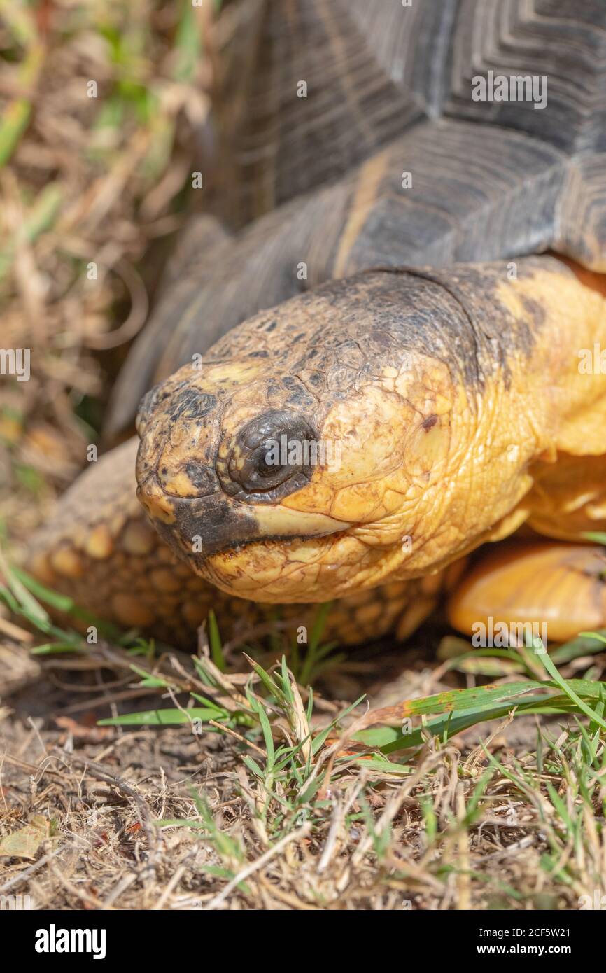 Tartaruga irradiata (Astrochelys radiata). Profilo della testa in primo piano. Caratteristiche del viso e del viso, contatto con gli occhi. Testa e collo estesi dal guscio. Foto Stock