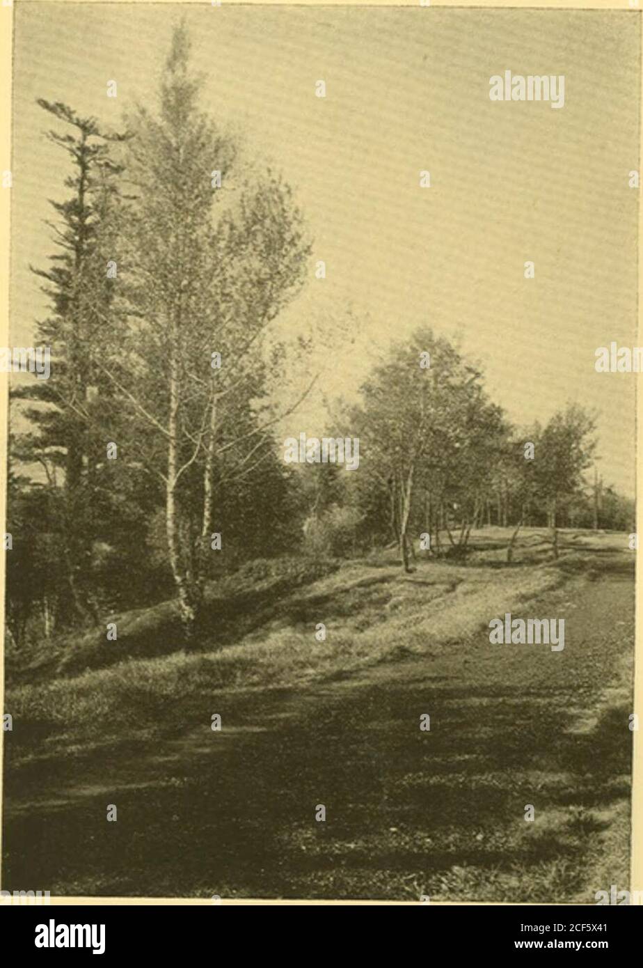 . La Torre, 1921. u dopo arrivò una vista vista dal lago, solo alberi in natura e primitiva bellezza. Come avrei voluto che questa foto si fosse sofferente, ma ha rotolato troppo presto e ho visto. Invece, un altro sentiero - tis au-tumn, le foglie sono dipinte in meravigliose sfumature di vermiglio, marrone e oro. - l'erba sta girando Foto Stock