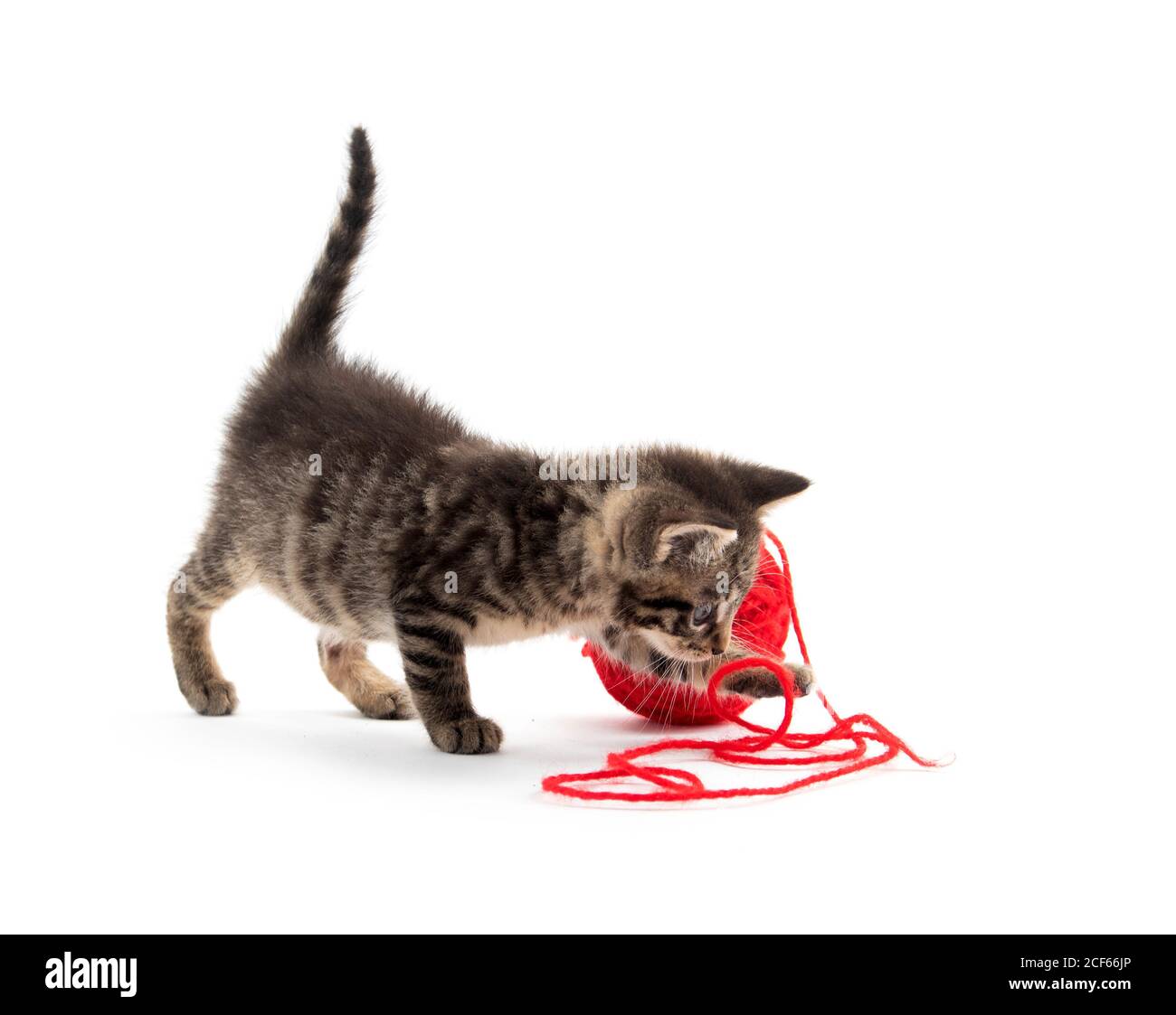 Simpatico cucciolo tabby che gioca con una palla di rosso filo isolato su fondo bianco Foto Stock