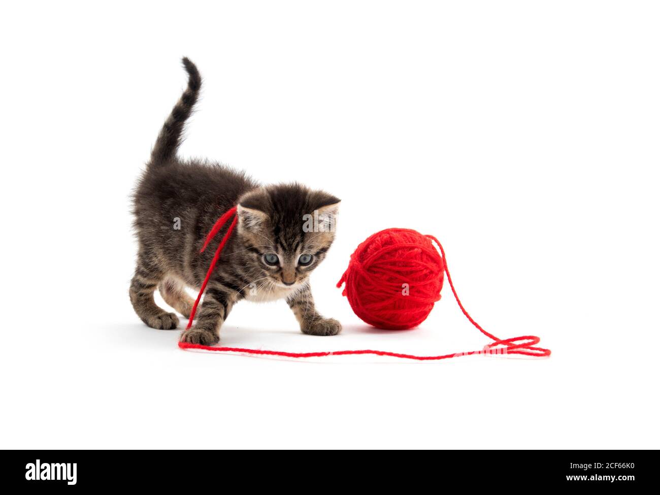 Simpatico cucciolo tabby che gioca con una palla di rosso filo isolato su fondo bianco Foto Stock