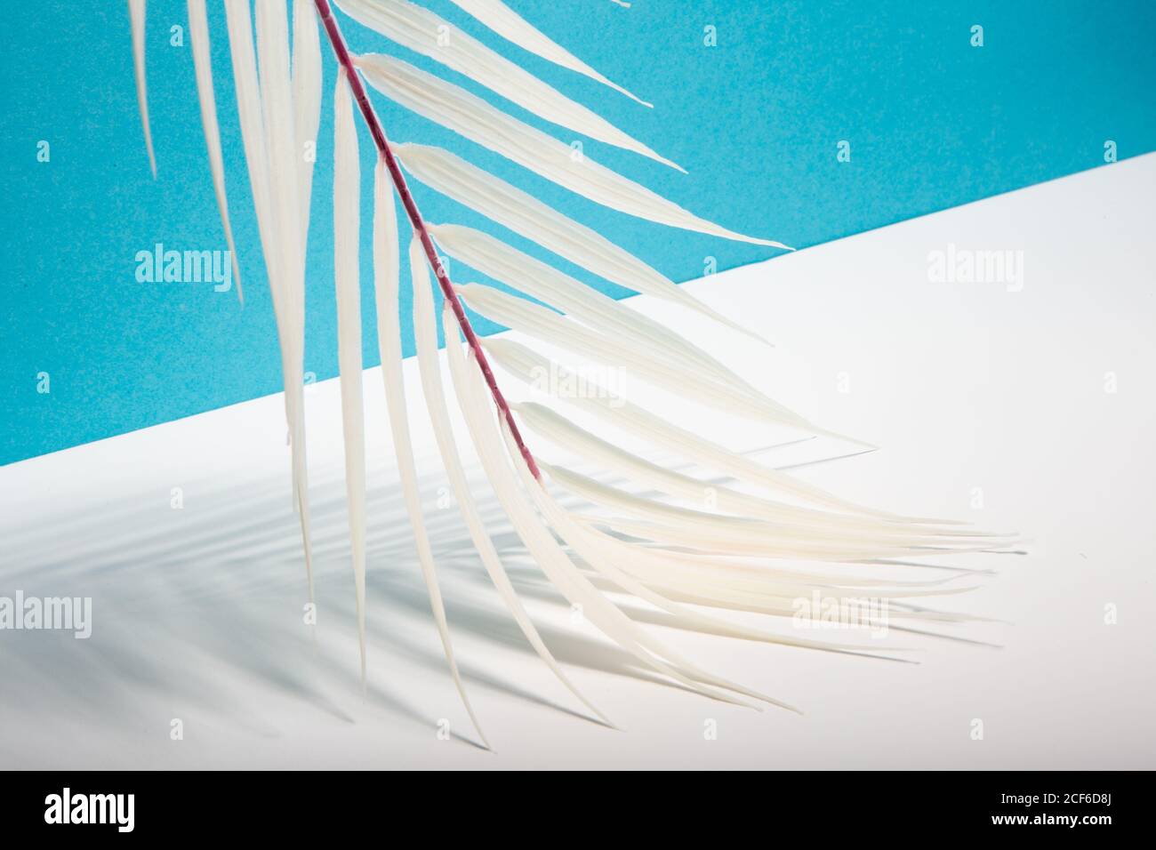 Da sotto foglie bianche di palme tropicali disposte su blu e sfondo bianco che rappresenta le vacanze estive sulla spiaggia soleggiata Foto Stock