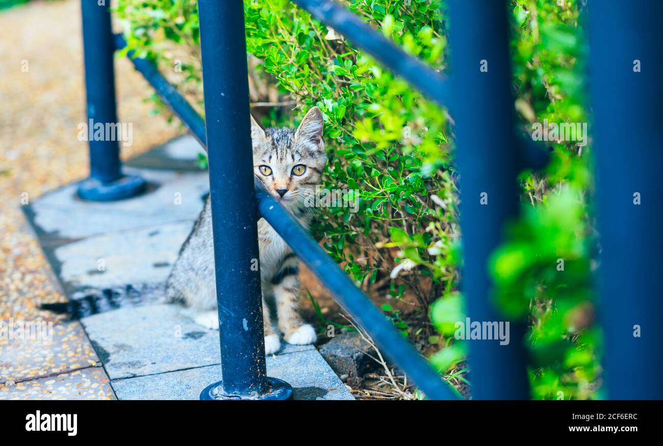 Shy gattino cinese tabby gatto dietro la recinzione Foto Stock