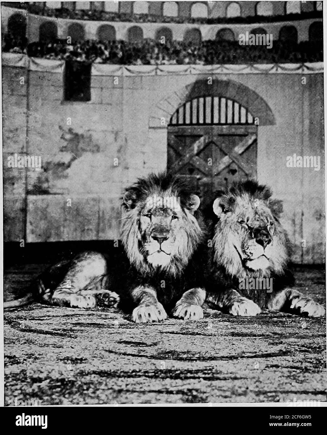 . L'addestramento degli animali selvatici. È un momento molto critico quando una leonessis sta per avere i cubetti. La leonessa è invari-abilmente più inquieta e molto più veloce nel movimento-ment che il leone, ma quando si aspetta di essere-venire una madre la sua irrequietezza è terribile, eher eccitazione, se permesso di ottenere il meno bitbeyond il suo controllo, molto spesso risultati inher non solo uccidendo tutti i suoi piccoli, ma mangiandoli ac-tually. E quando questo è accaduto, è una cosa rara mai fare madre agood di lei, perché lo farà di nuovo e non per dispiacere o paura di eroffi Foto Stock