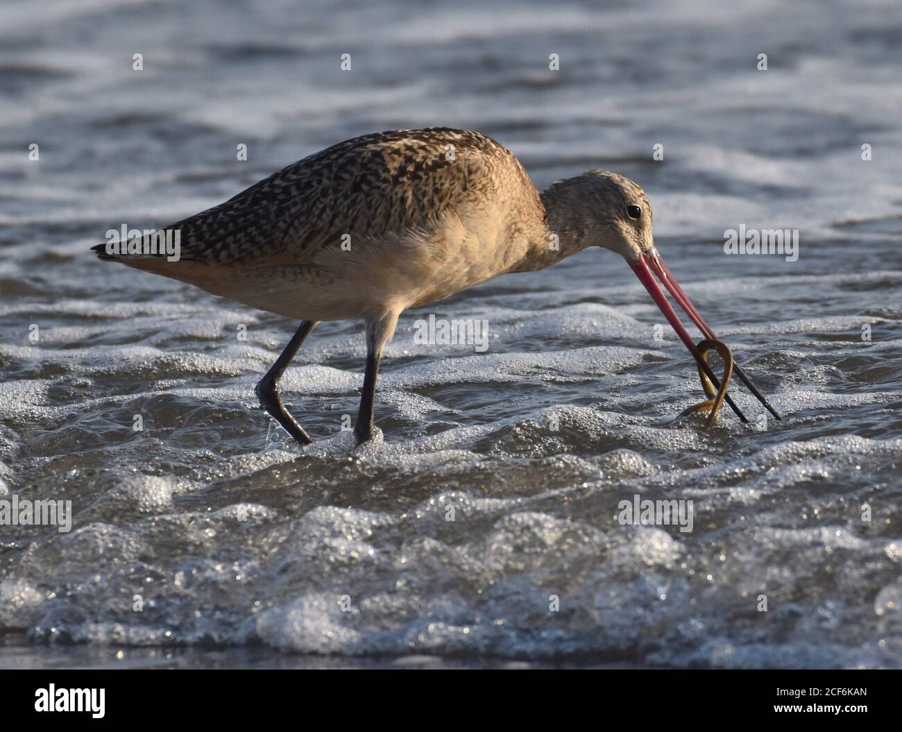 Un godwit marded (Limosa fedoa) stracci un verme dalla sabbia al bordo dell'acqua A Manresa state Beach nel nord della California Foto Stock
