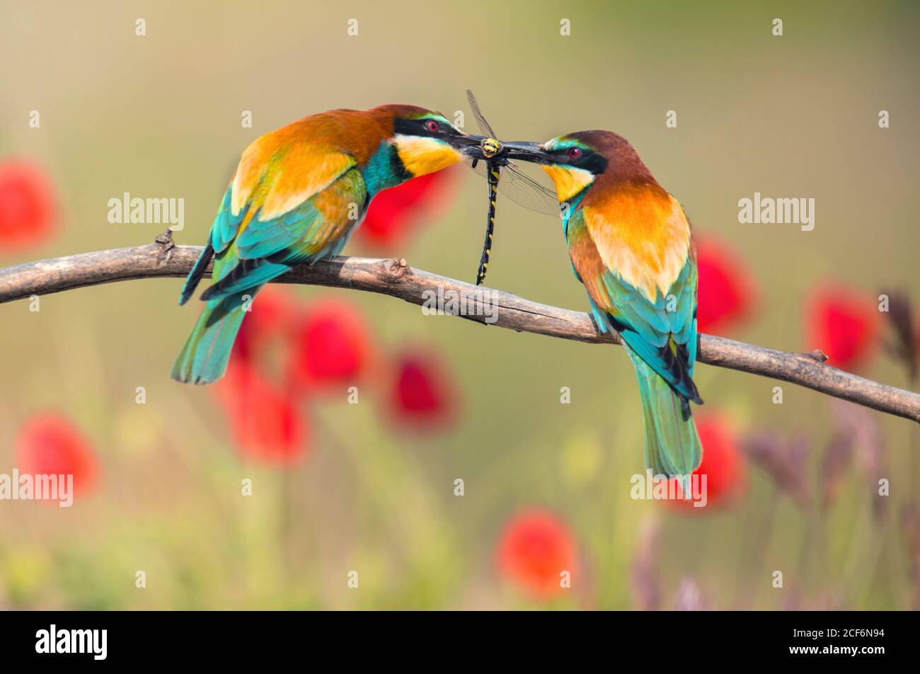 Variopinti mangiatori d'api seduti sul ramo e catturando la libellula sfondo sfocato Foto Stock