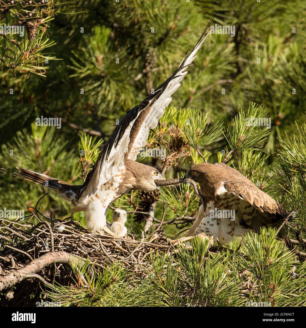 Furiosa aquila selvaggia che combatte per un serpente nel nido tra rametti di conifere Foto Stock