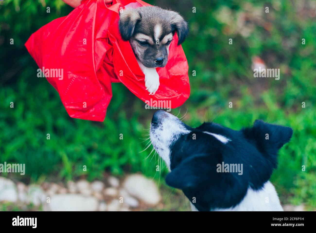Una madre adulta del cane grande guarda un parassita adottato cucciolo Foto Stock