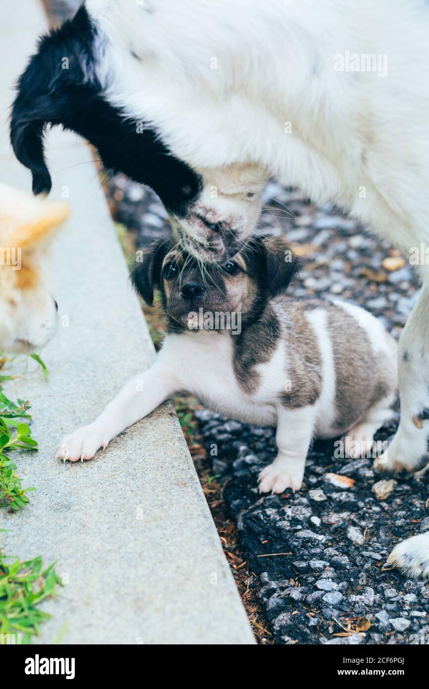 Una madre adulta del cane grande guarda un parassita adottato cucciolo Foto Stock