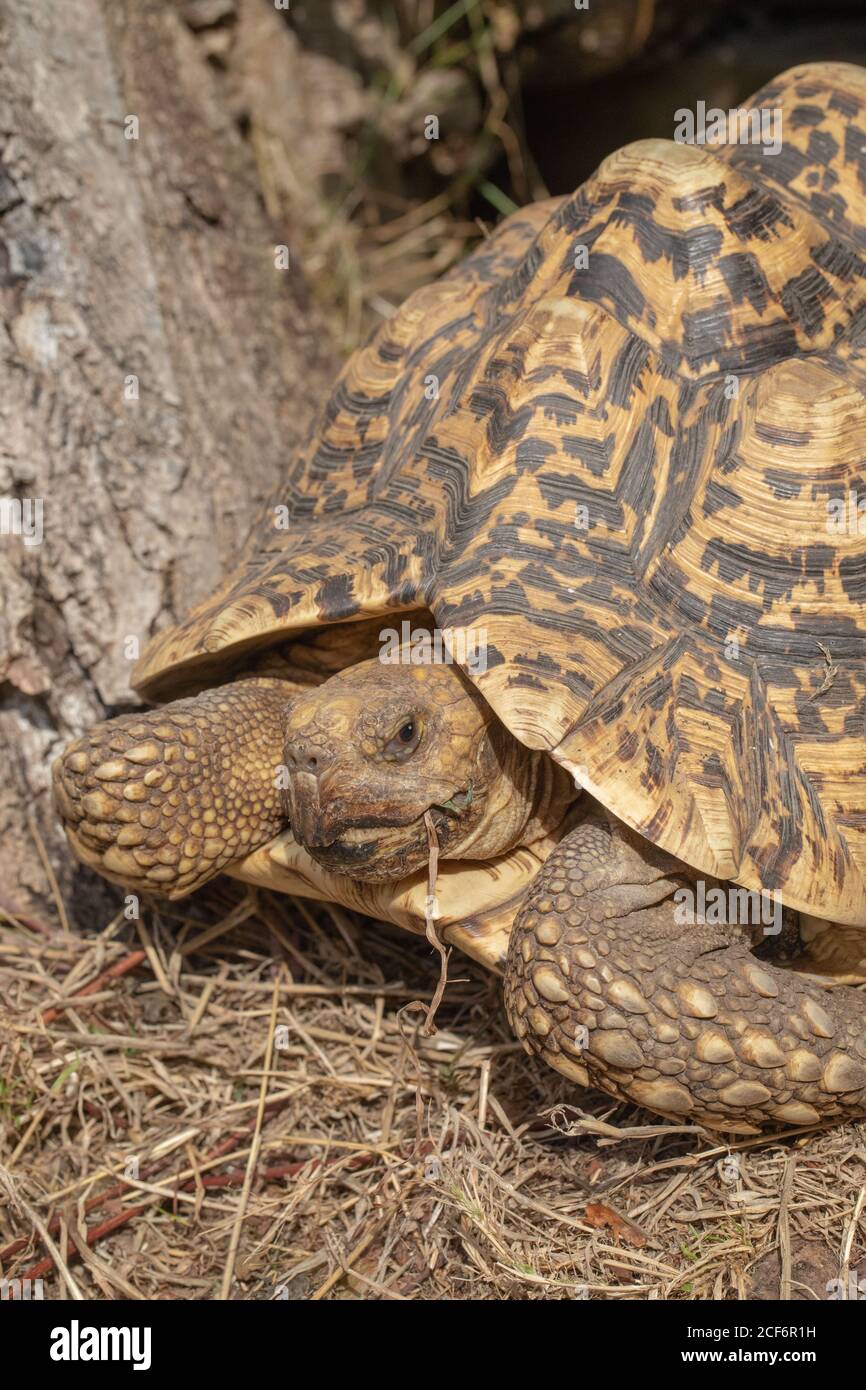 Leopardo Tartaruga Stigmochelys pardalis. Parte anteriore della conchiglia o carapace, che mostra scuti, anelli di crescita, macchie, criptico, camuffamento, testa gambe progetto. Foto Stock