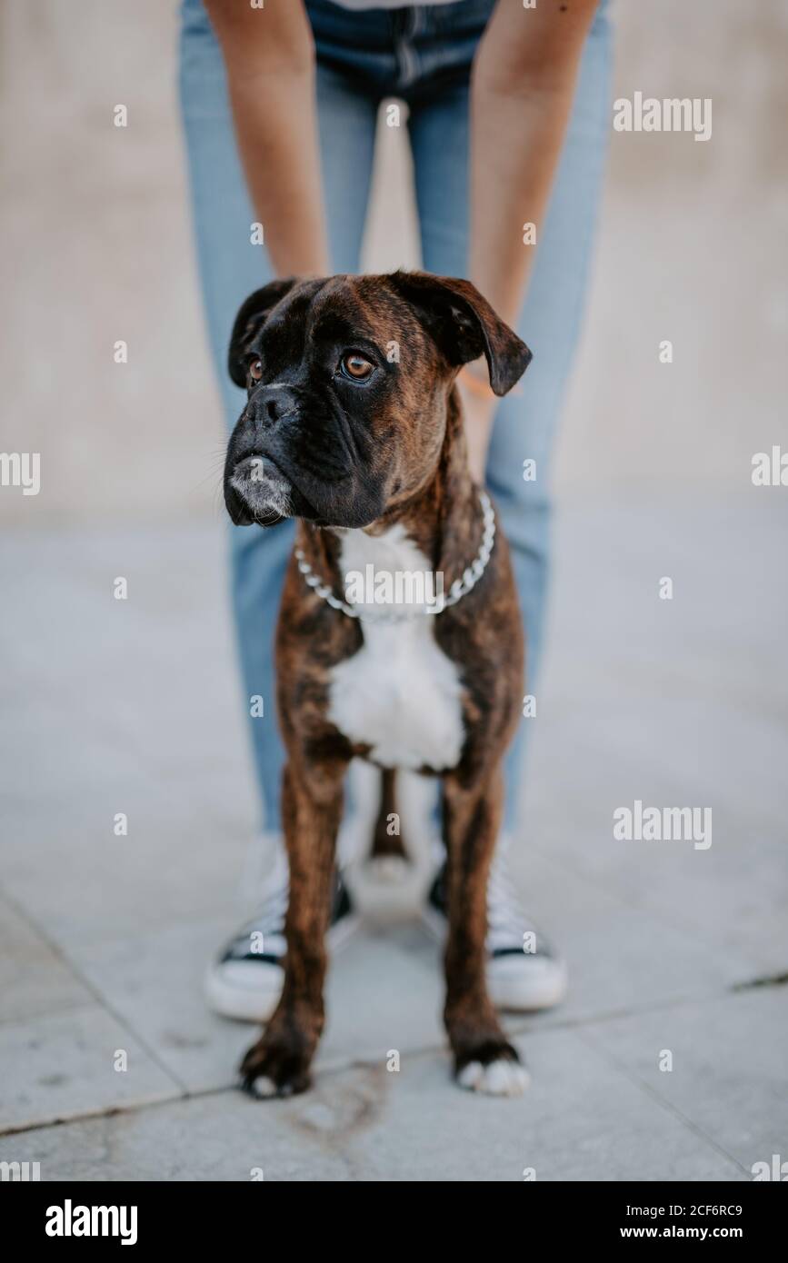 Adorabile cane boxer con faccia divertente in piedi su asfalto e. guardando sopra Foto Stock